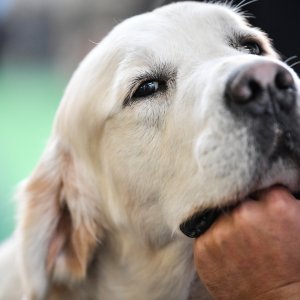 Na Velesajmu održana međunarodna izložba pasa CACIB Zagreb