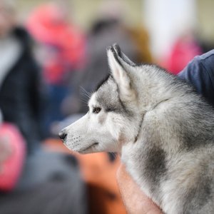 Na Velesajmu održana međunarodna izložba pasa CACIB Zagreb