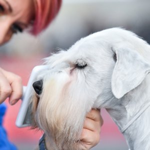 Na Velesajmu održana međunarodna izložba pasa CACIB Zagreb