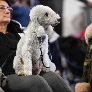 Na Velesajmu održana međunarodna izložba pasa CACIB Zagreb