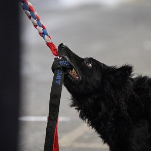 Na Velesajmu održana međunarodna izložba pasa CACIB Zagreb