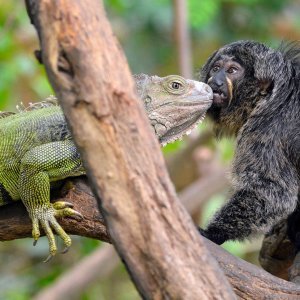 Iguana i marmoset