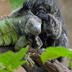 Iguana i marmoset