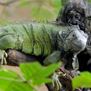 Iguana i marmoset