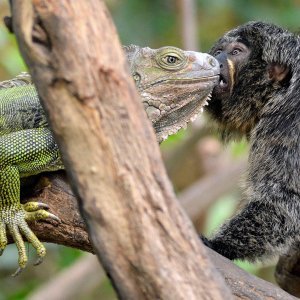 Iguana i marmoset