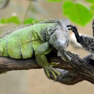 Iguana i marmoset