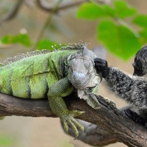 Iguana i marmoset