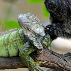 Iguana i marmoset