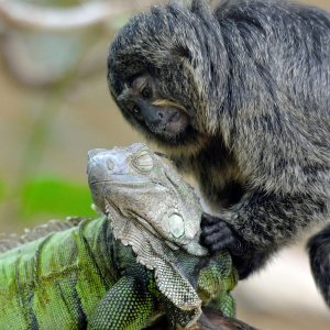 Iguana i marmoset