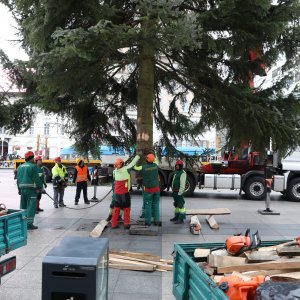 Postavljanje doniranog bora na Trg bana Jelačića