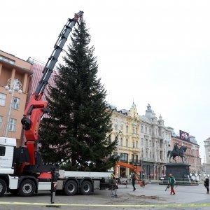 Postavljanje doniranog bora na Trg bana Jelačića