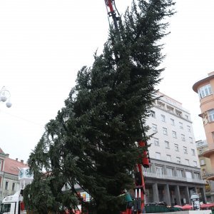 Postavljanje doniranog bora na Trg bana Jelačića