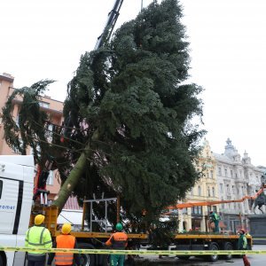 Postavljanje doniranog bora na Trg bana Jelačića