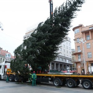 Postavljanje doniranog bora na Trg bana Jelačića