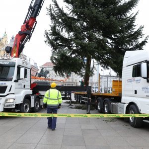 Postavljanje doniranog bora na Trg bana Jelačića