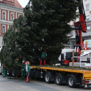 Postavljanje doniranog bora na Trg bana Jelačića