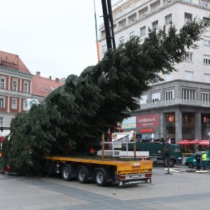 Postavljanje doniranog bora na Trg bana Jelačića