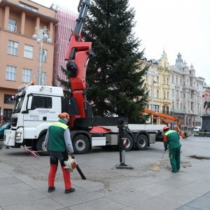 Postavljanje doniranog bora na Trg bana Jelačića