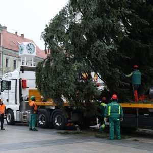 Postavljanje doniranog bora na Trg bana Jelačića