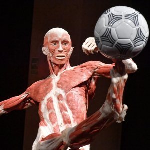 Izložba Body Worlds: Cycle of Life