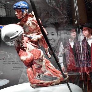 Izložba Body Worlds: Cycle of Life