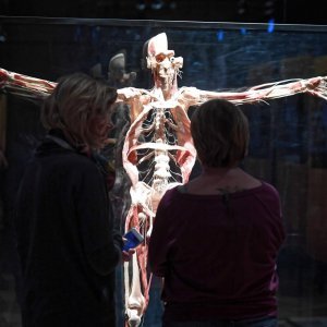 Izložba Body Worlds: Cycle of Life