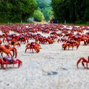 Crveni rakovi na Božićnom otoku