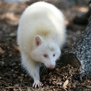 Albino životinje