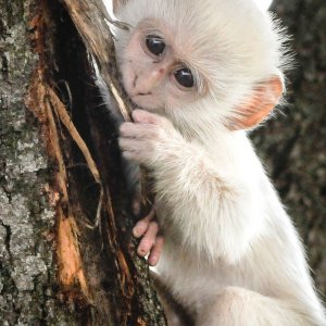 Albino životinje