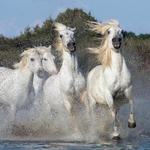 Albino životinje