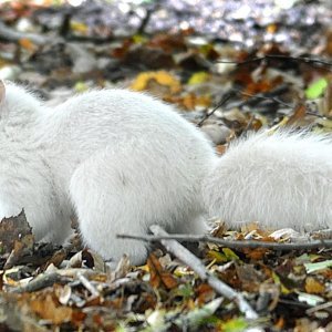 Albino životinje