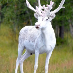 Albino životinje