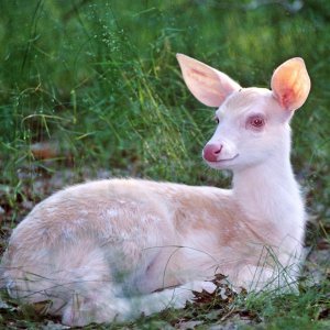 Albino životinje