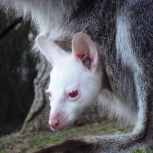 Albino životinje