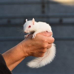 Albino životinje