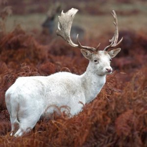 Albino životinje