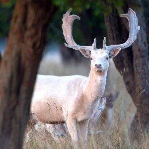 Albino životinje