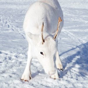 Albino životinje