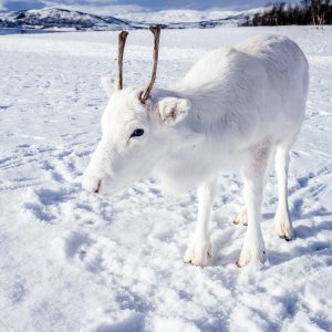 Albino životinje