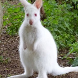 Albino životinje