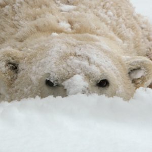 Životinje i snijeg