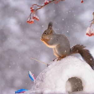 Životinje i snijeg