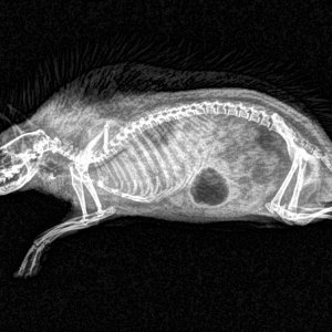 Rendgenske snimke životinja