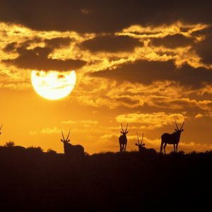 Izlasci i zalasci Sunca u divljini