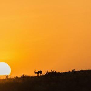 Izlasci i zalasci Sunca u divljini