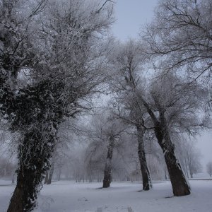 Zimska idila na lijevoj obali Drave u Osijeku