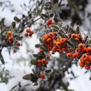 Zimska idila na lijevoj obali Drave u Osijeku