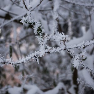 Zimska idila na lijevoj obali Drave u Osijeku