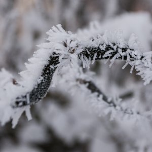 Zimska idila na lijevoj obali Drave u Osijeku