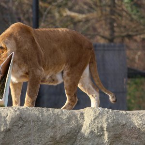 Božićni darovi životinjama u ZOO vrtu u Zagrebu